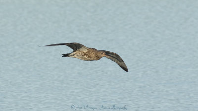 Numenius Arquata / Wulp / Eurasian Curlew