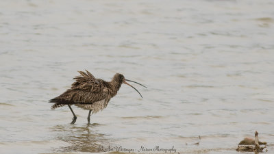 Numenius Arquata / Wulp / Eurasian Curlew