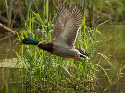 Anas Platyrhynchos / Wilde Eend / Mallard