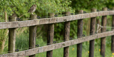 Athene noctua / Steenuil / Little owl