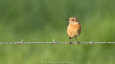 Saxicola Rubicola / Roodborsttapuit / European Stonechat