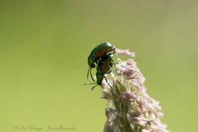Gastrophysa viridula / Groen Zuringhaantje / green dock beetle