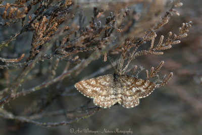Ematurga atomaria / Gewone Heispanner / Common Heath