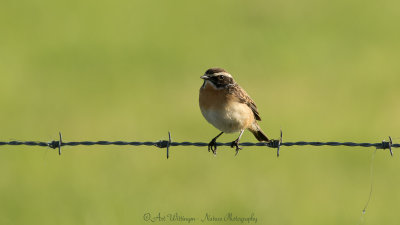 Saxicola rubetra / Paapje / Whinchat