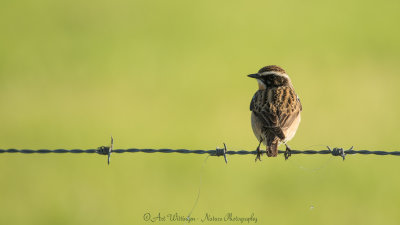Saxicola rubetra / Paapje / Whinchat