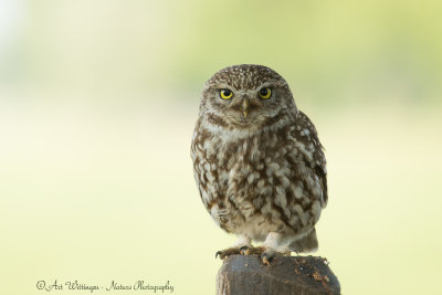 Athene noctua / Steenuil / Little owl