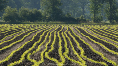 Maïs akker / Corn field