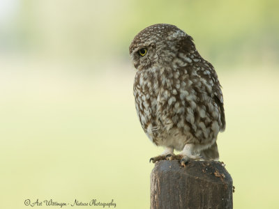 Athene noctua / Steenuil / Little owl