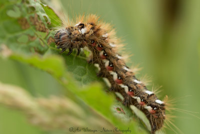 Acronicta rumicis / Zuringuil / Knot grass