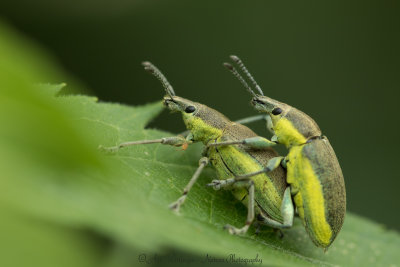 Chlorophanus viridis - Groene distelsnuitkever - Weevil