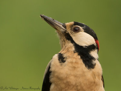 Dendrocopos Major / Grote Bonte Specht / Great Spotted Woodpecker