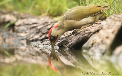 Picus Virdis / Groene Specht / Green Woodpecker