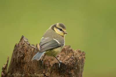 Cyanistes caeruleus / Pimpelmees / Blue Tit