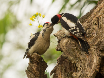 Dendrocopos Major / Grote Bonte Specht / Great Spotted Woodpecker