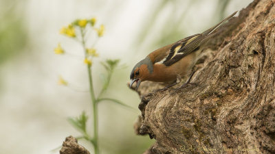 Fringilla coelebs / Vink / Common Chaffinch