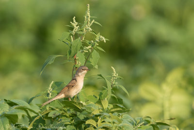 Sylvia Communis / Grasmus / Common Whitethroat