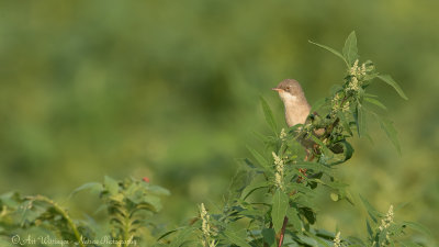 Sylvia Communis / Grasmus / Common Whitethroat
