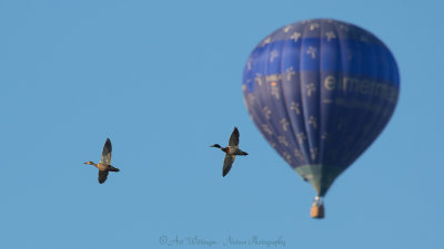 Anas Platyrhynchos / Wilde Eend / Mallard