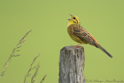 Emberiza Citrinella / Geelgors / Yellowhammer