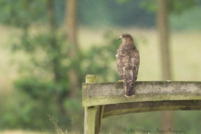 Buteo buteo / Buizerd / Common buzzard