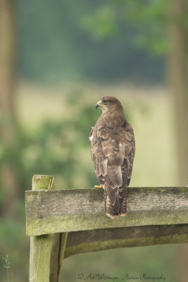 Buteo buteo / Buizerd / Common buzzard