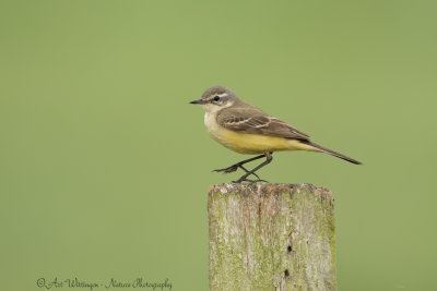 Motacilla flava / Gele kwikstaart / Blue-headed Wagtail