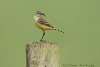 Motacilla flava / Gele kwikstaart / Blue-headed Wagtail