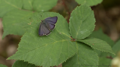 Favonia quercus / Eikenpage / Purple hairstreak