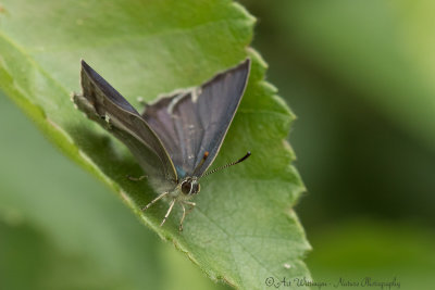 Favonia quercus / Eikenpage / Purple hairstreak