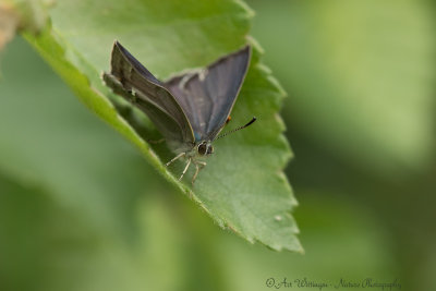 Favonia quercus / Eikenpage / Purple hairstreak