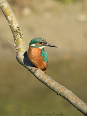 Alcedo atthis / IJsvogel / Kingfisher