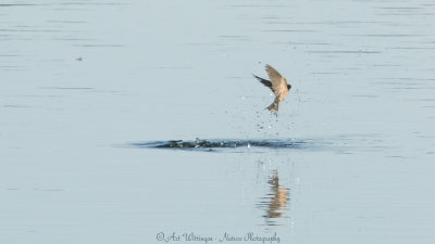 Hirundo rustica / Boerenzwaluw / Barn swallow