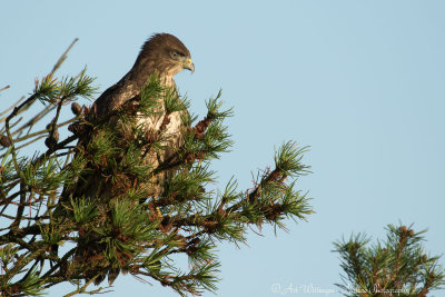 Buteo buteo / Buizerd / Common buzzard