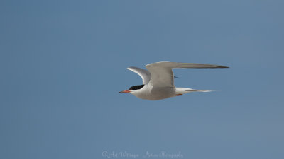 Sterna Hirundo / Visdief / Common Tern