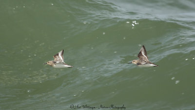 Calidris Alba / Drieteenstrandloper / Sanderling