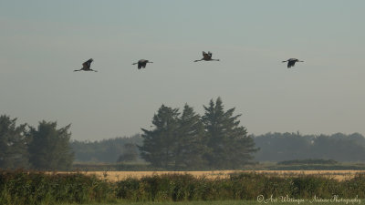 Grus grus / Kraanvogel / Crane