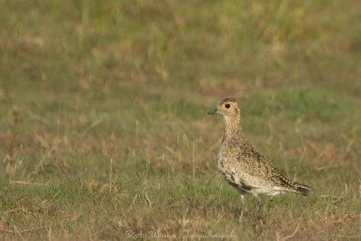 Pluvialis apricaria / Goudplevier / Golden Plover