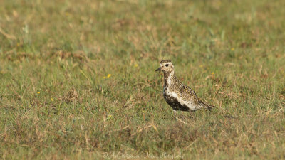 Pluvialis apricaria / Goudplevier / Golden Plover