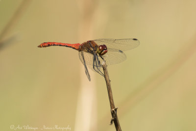 Sympetrum sanguineum / Bloedrode Heidelibel / Ruddy Darter