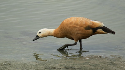 Tadorna ferruginea / Casarca / Ruddy Shelduck