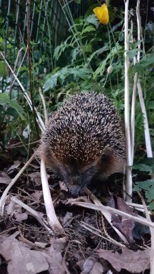 Erinaceus europaeus / Egel / European Hedgehog