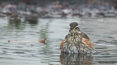 Turdus iliacus / Koperwiek / Redwing