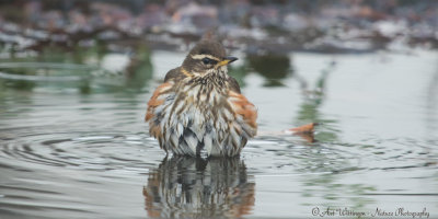 Koperwiek / Redwing