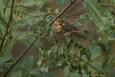 Turdus iliacus / Koperwiek / Redwing