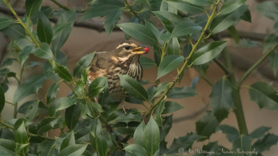 Turdus iliacus / Koperwiek / Redwing