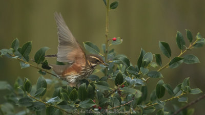 Turdus iliacus / Koperwiek / Redwing