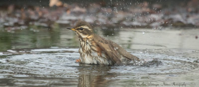 Turdus iliacus / Koperwiek / Redwing