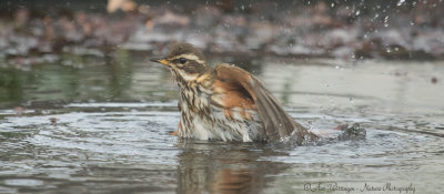 Turdus iliacus / Koperwiek / Redwing