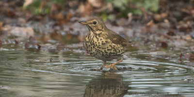 Turdus philomelos / Zanglijster / Song Thrush