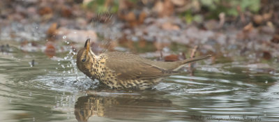 Turdus philomelos / Zanglijster / Song Thrush